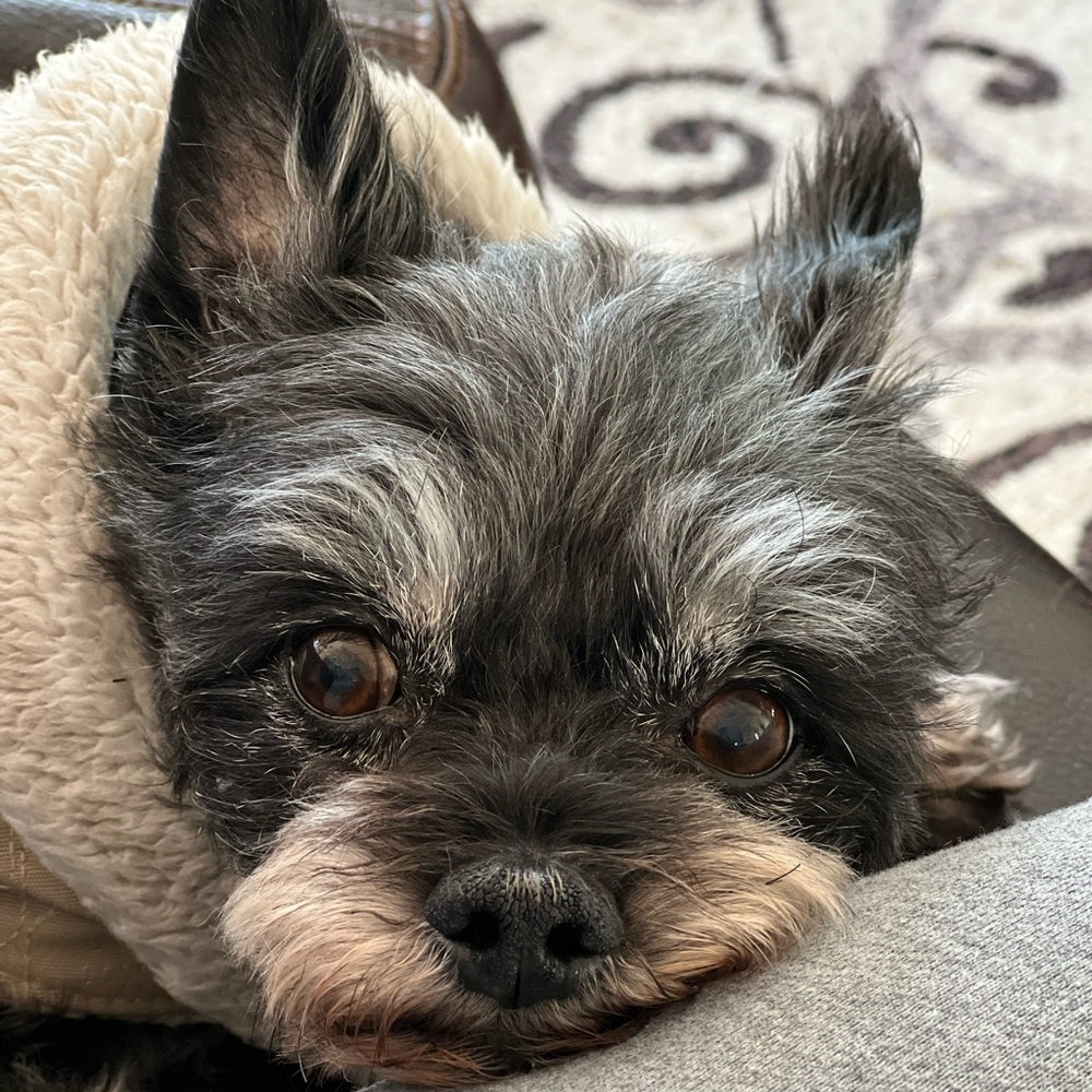 Meet your Posher, Mia